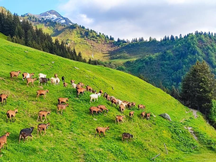 Вилла Le Banc Des Seilles Bonvillard Экстерьер фото
